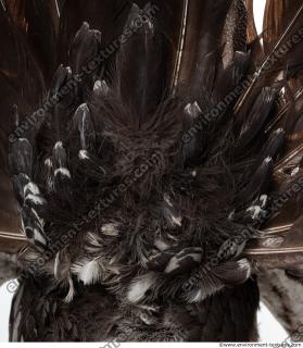 Photo Textures of Bird Feather